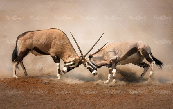 تصویر با کیفیت بز کوهی