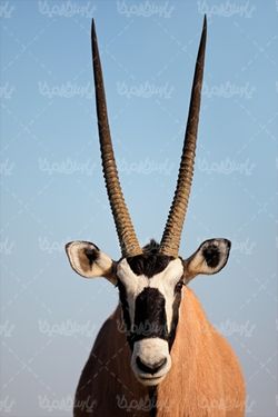 عکس با کیفیت بز کوهی