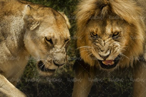 عکس با کیفیت شیر جنگل