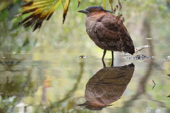 beautiful bird