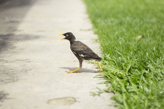 beautiful bird
