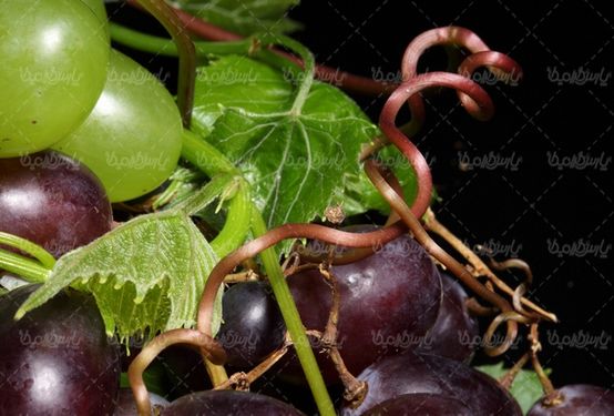 دانلود رایگان عکس انگور