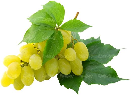 دانلود رایگان عکس انگور