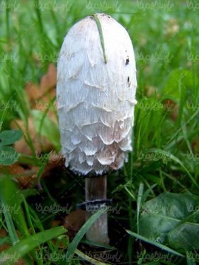 Mushrooms