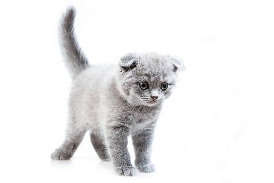 Domestic cat