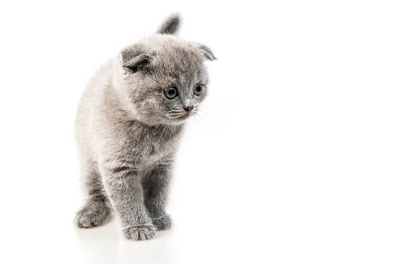 Domestic cat
