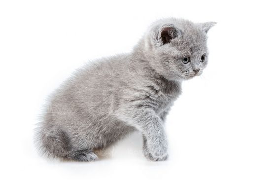 Domestic cat