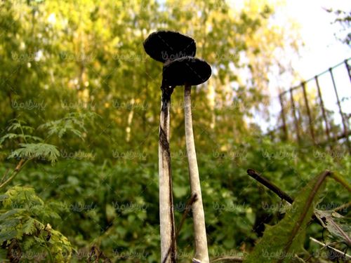 Mushrooms