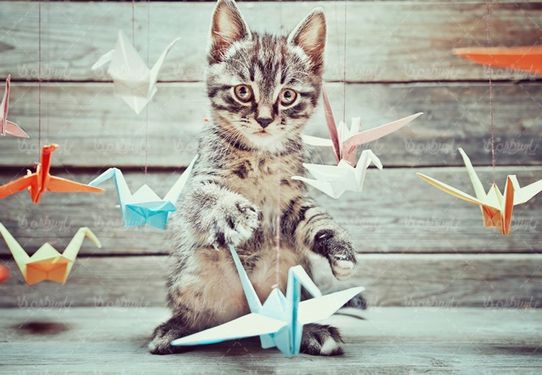 Domestic cat