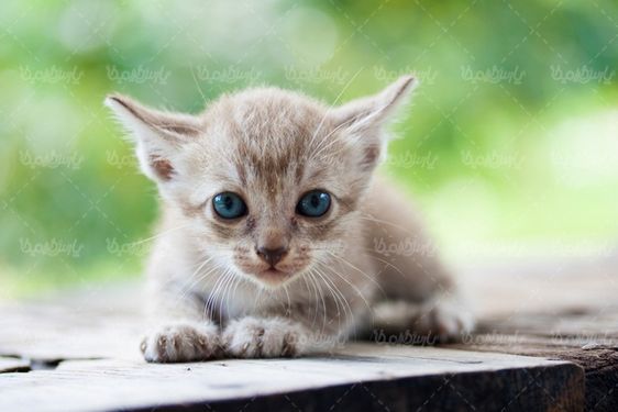 Domestic cat