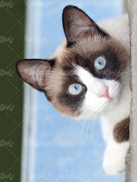 Domestic cat