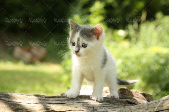 دانلود رایگان عکس گربه