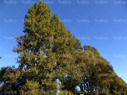 تصویر با کیفیت درخت پاییزی