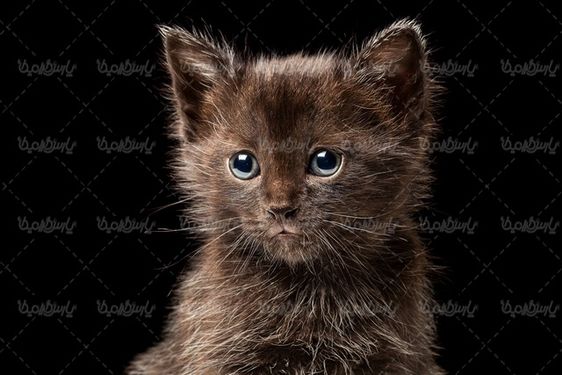 تصویر با کیفیت گربه