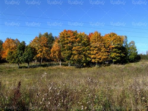 تصویر با کیفیت درخت پاییزی