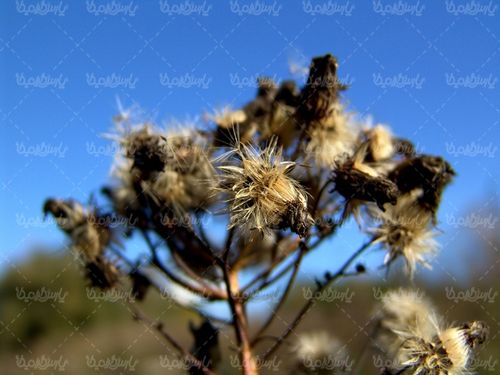 تصویر با کیفیت پاییز