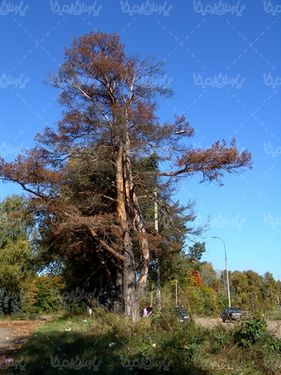چشم انداز پاییزی