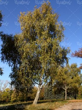 چشم انداز پاییزی