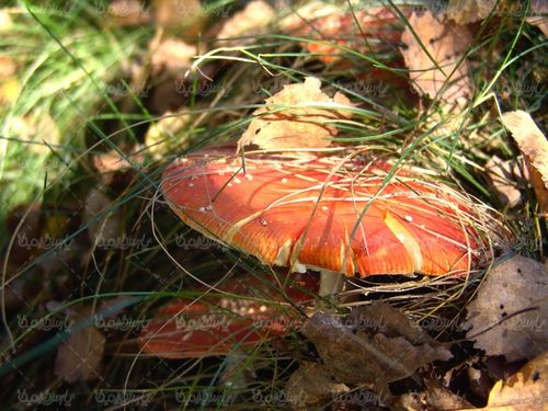 Mushrooms