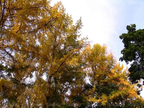 چشم انداز پاییزی