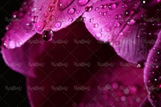 تصویر با کیفیت گل