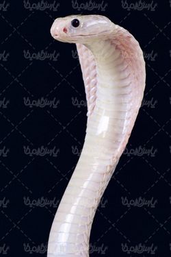 مار کبری