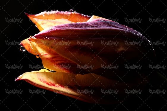 دانلود رایگان عکس گل