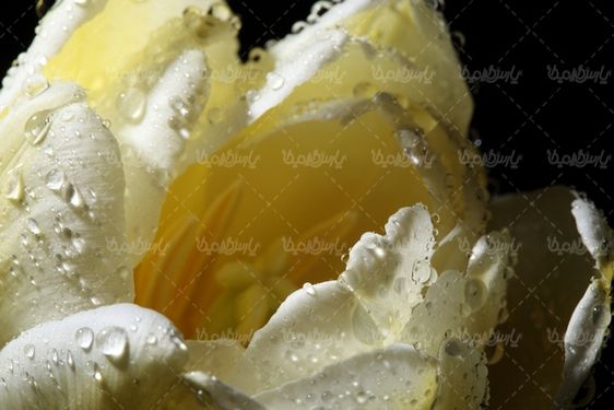 دانلود رایگان عکس گل