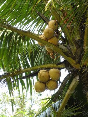 Coconut