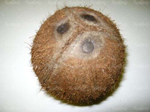 Coconut