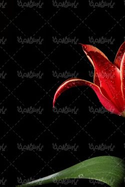 دانلود رایگان عکس گل