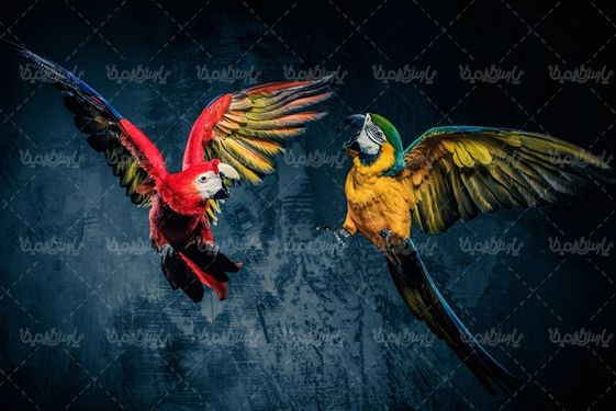 تصویر با کیفیت طوطی