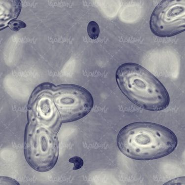 Cell