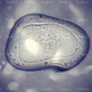Cell