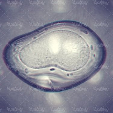 Cell