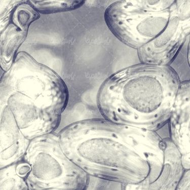 Cell