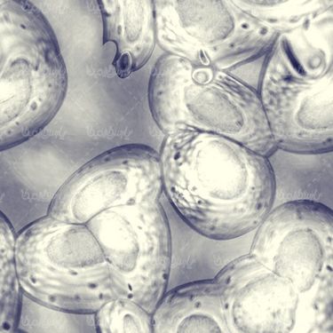 Cell