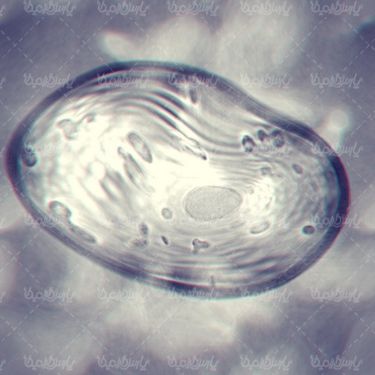 Cell