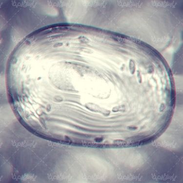 Cell