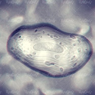 Cell
