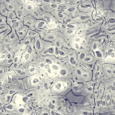 Cell