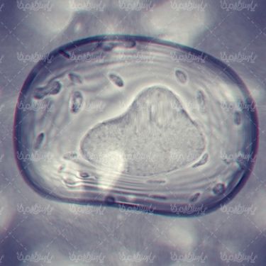 ساختار سلولی