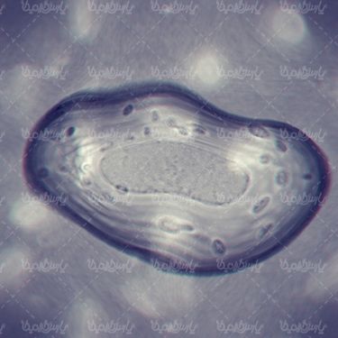 ساختار سلولی