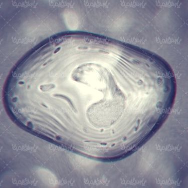 ساختار سلولی