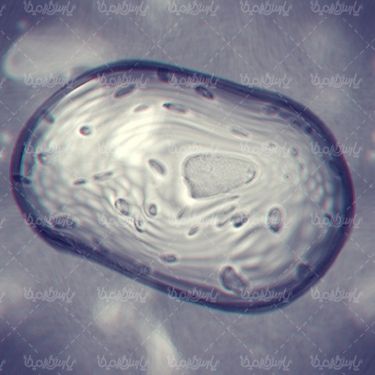 ساختار سلولی
