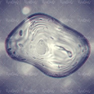 ساختار سلولی