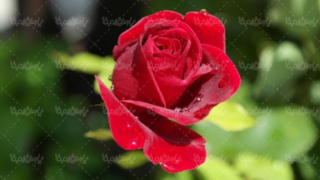 گل طبیعی