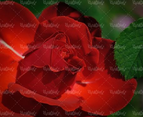 گل طبیعی