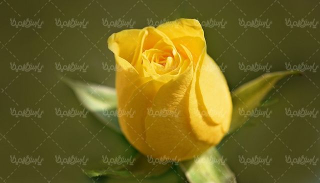 گل طبیعی