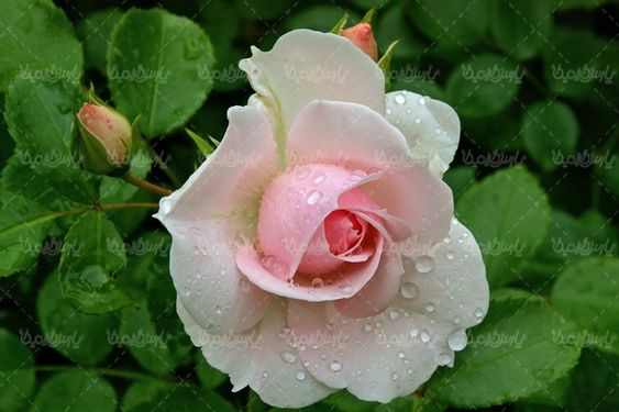 rose